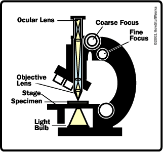 the Compound Microscope